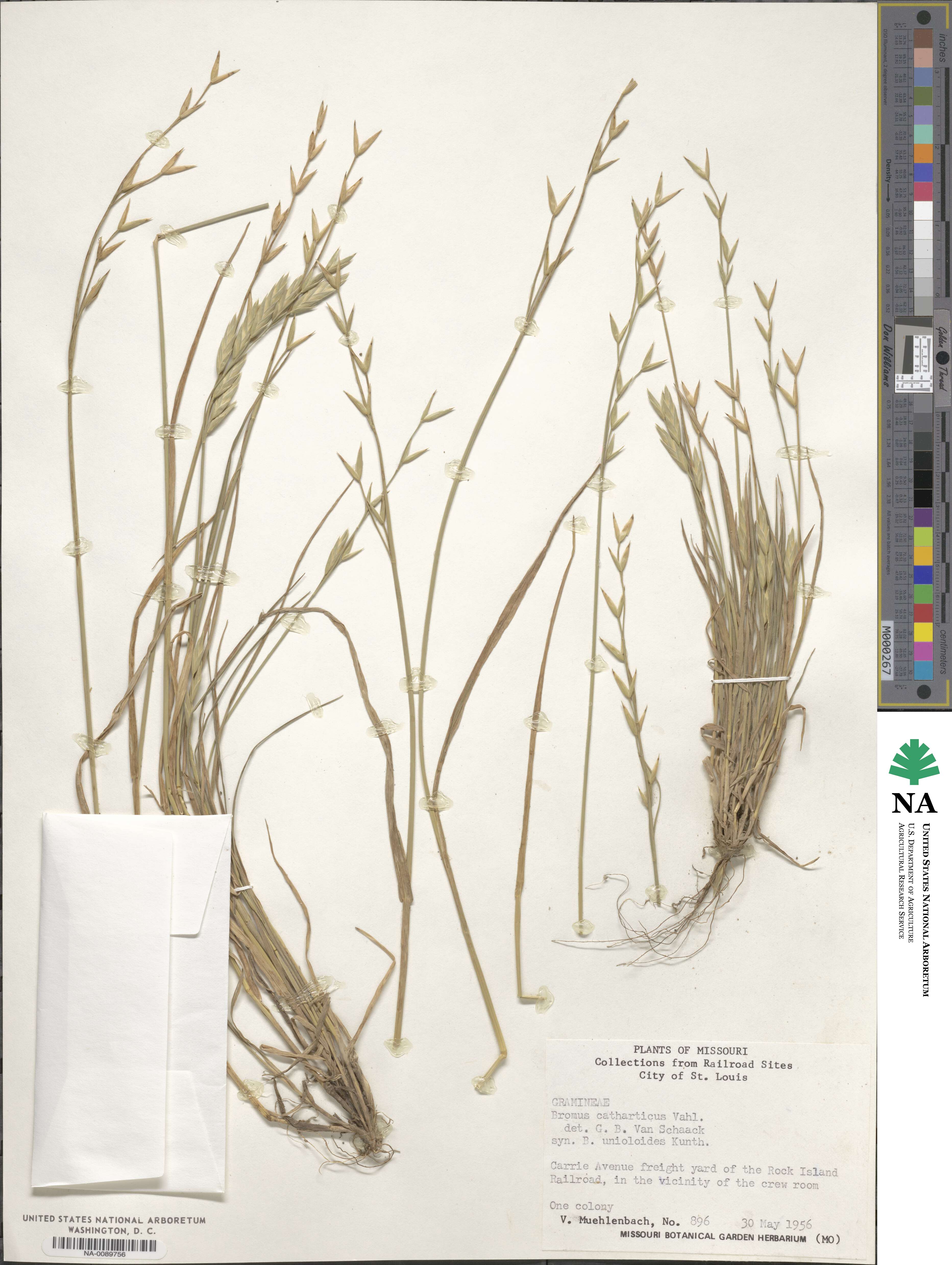 Bromus catharticus image