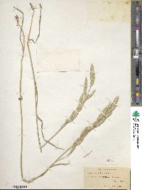 Bromus catharticus var. catharticus image