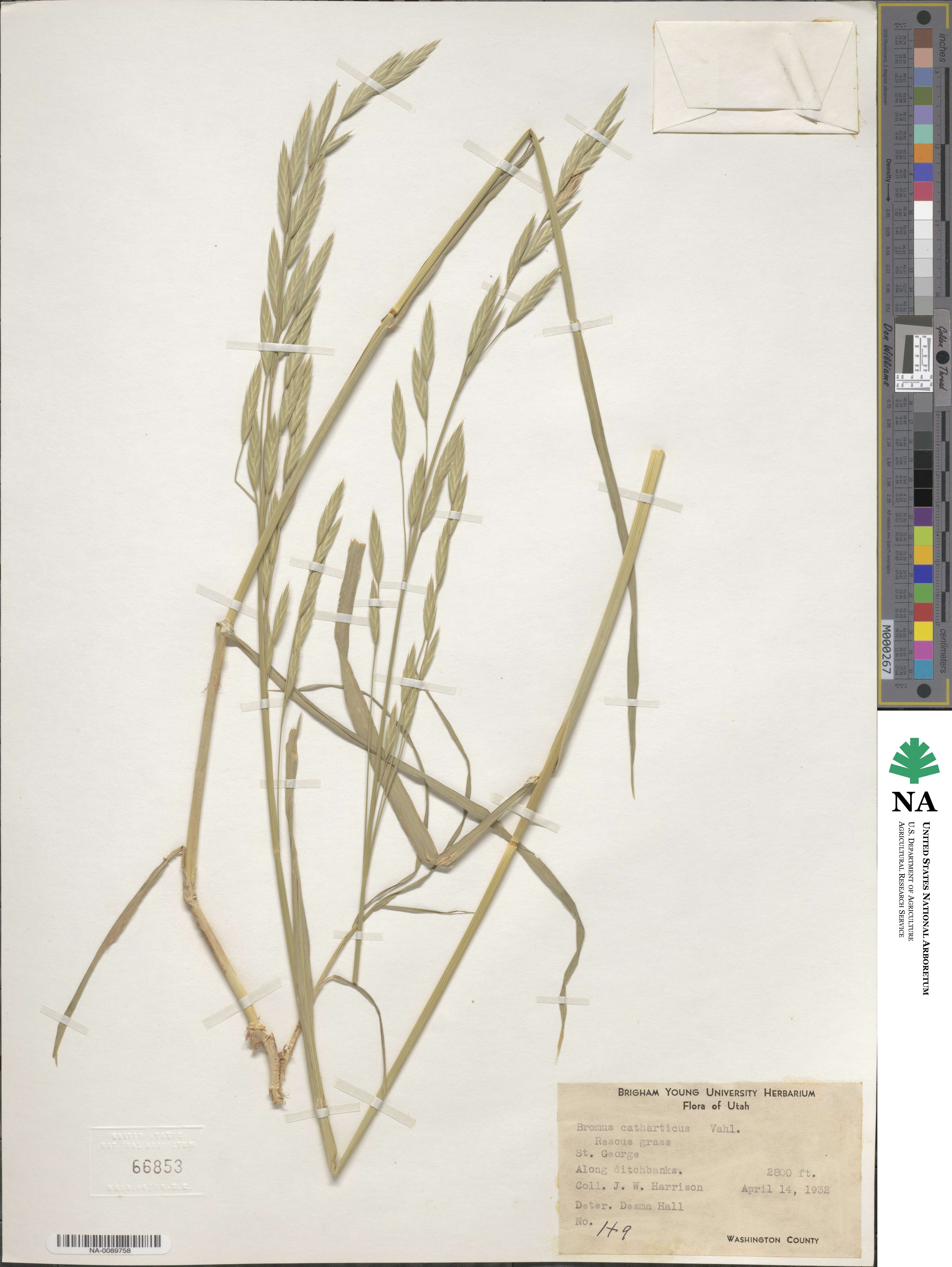 Bromus catharticus image