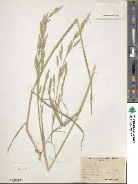 Bromus catharticus var. catharticus image