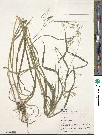 Bromus ciliatus image