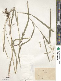 Bromus ciliatus image