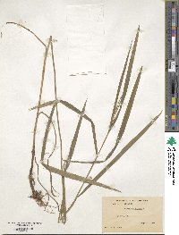 Bromus ciliatus image