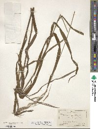 Bromus ciliatus image