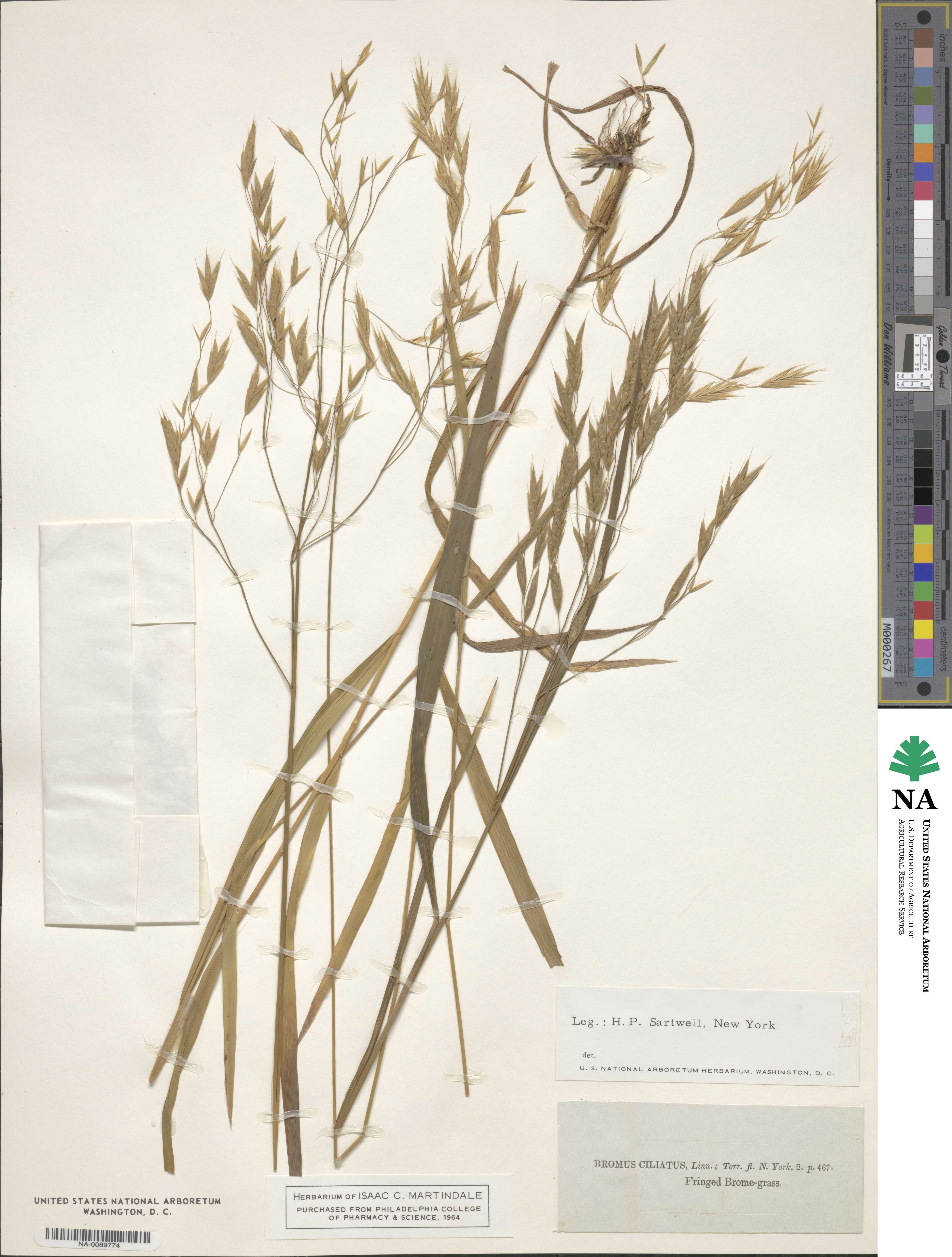 Bromus ciliatus image