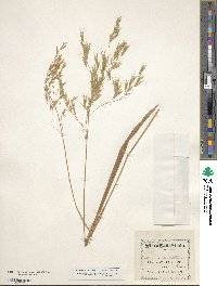 Bromus ciliatus image