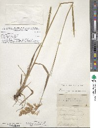 Bromus kalmii image