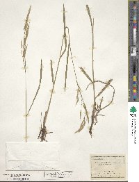 Bromus ciliatus image