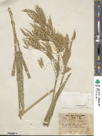 Bromus ciliatus image