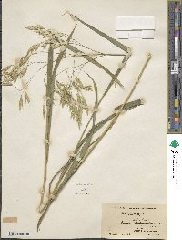 Bromus ciliatus image