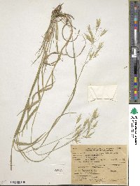 Bromus ciliatus image