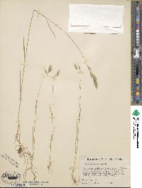 Bromus commutatus image