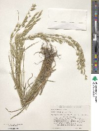 Bromus commutatus image