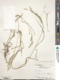 Bromus commutatus image