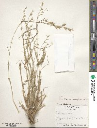 Bromus commutatus image