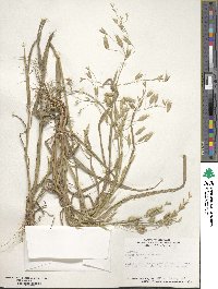 Bromus commutatus image