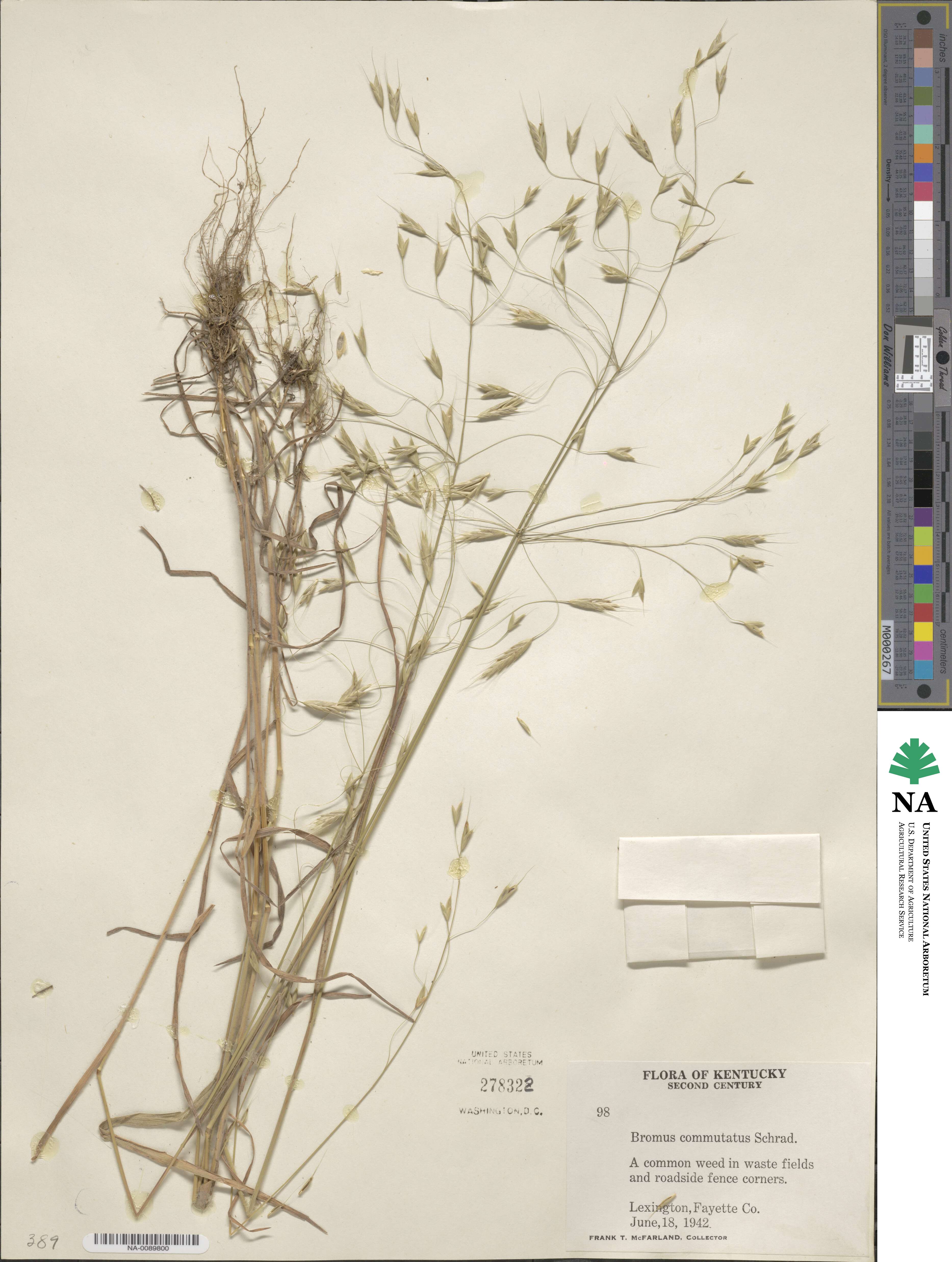 Bromus commutatus image