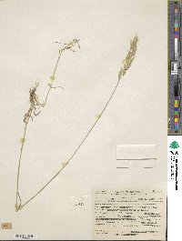 Bromus commutatus image