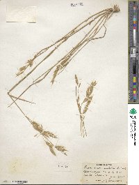 Bromus commutatus image