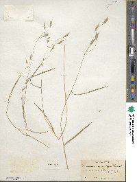 Bromus commutatus image