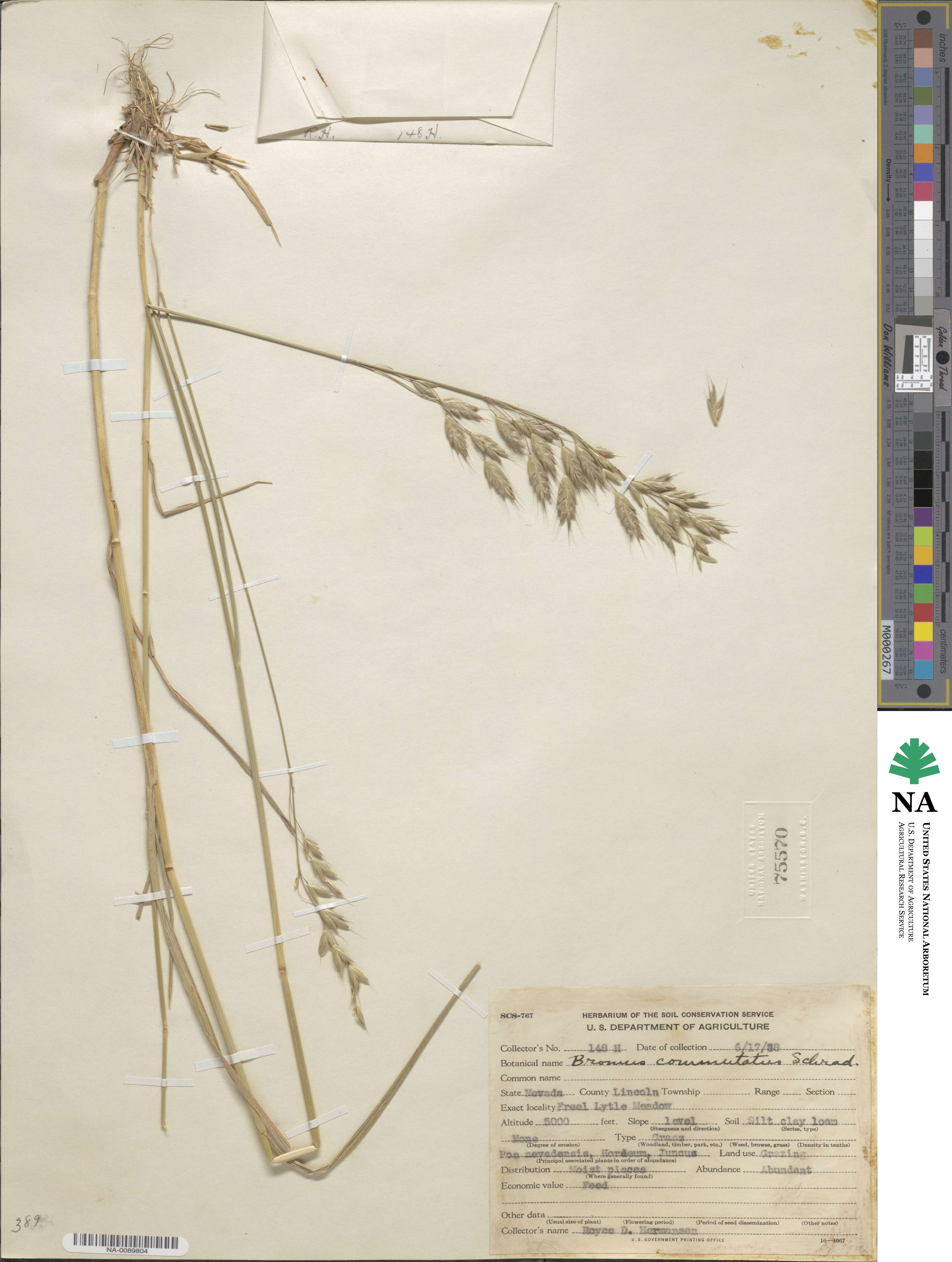Bromus commutatus image
