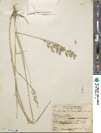 Bromus commutatus image