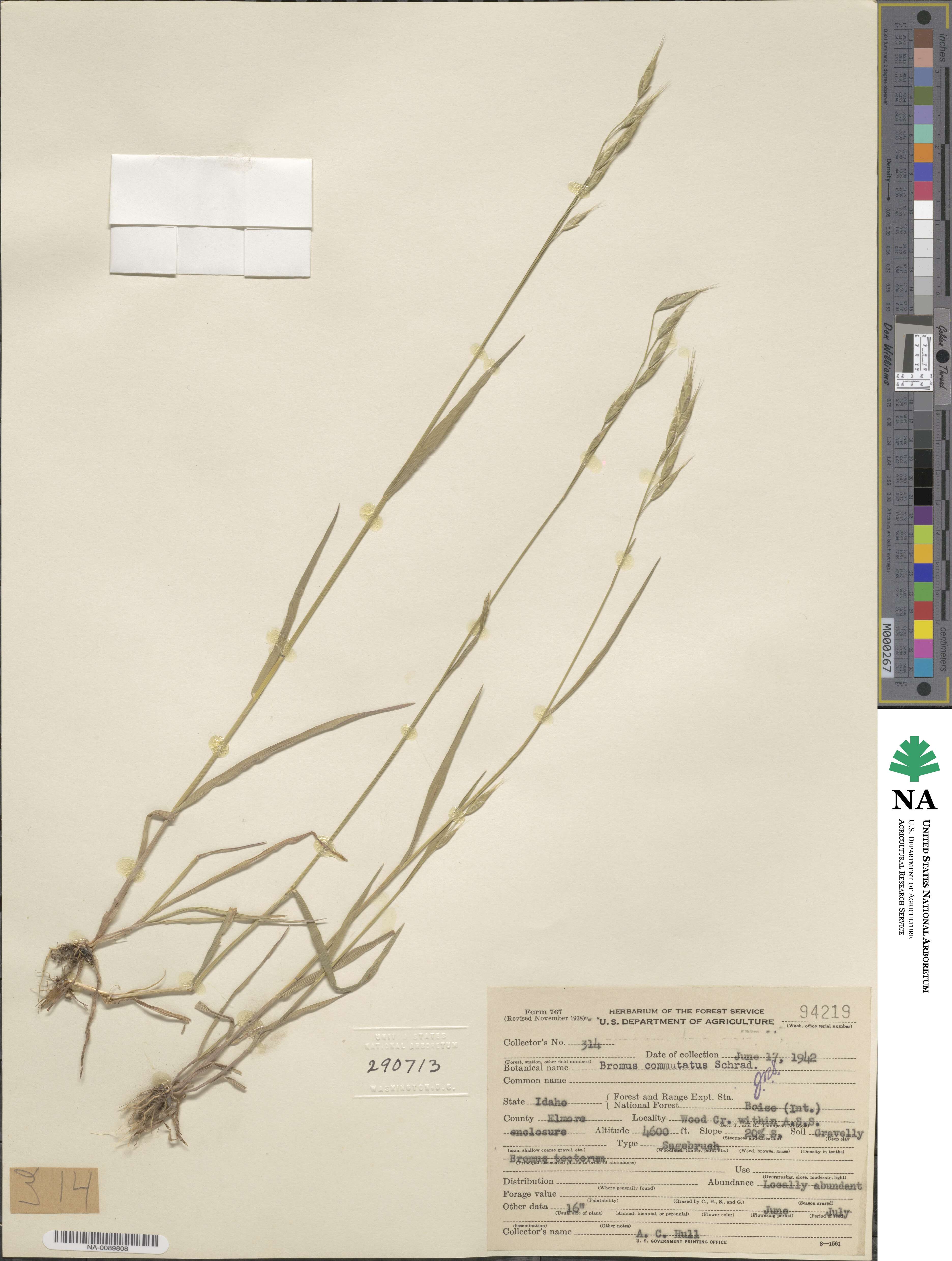 Bromus commutatus image