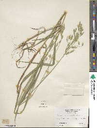 Bromus commutatus image