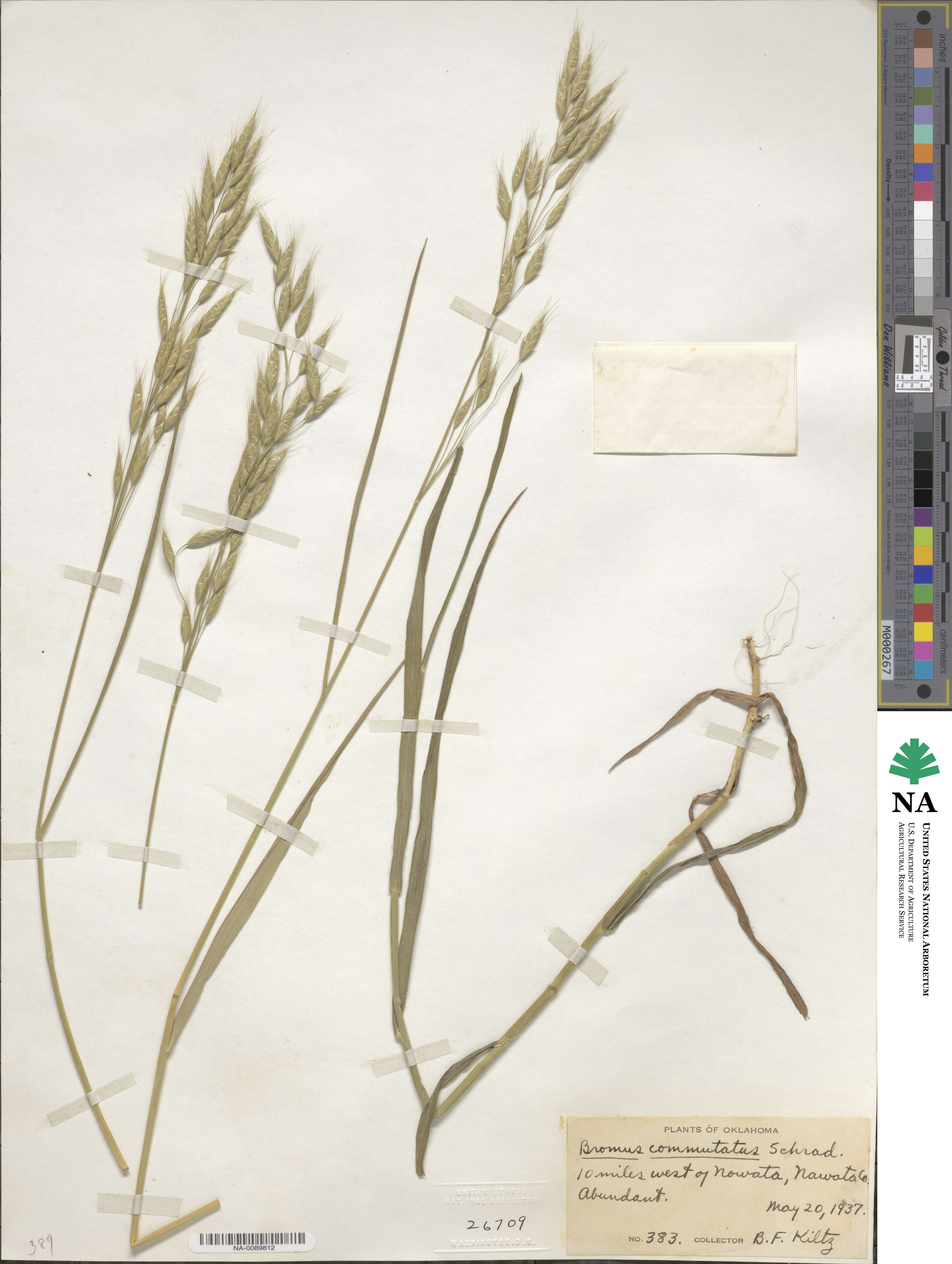 Bromus commutatus image