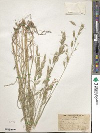 Bromus commutatus image