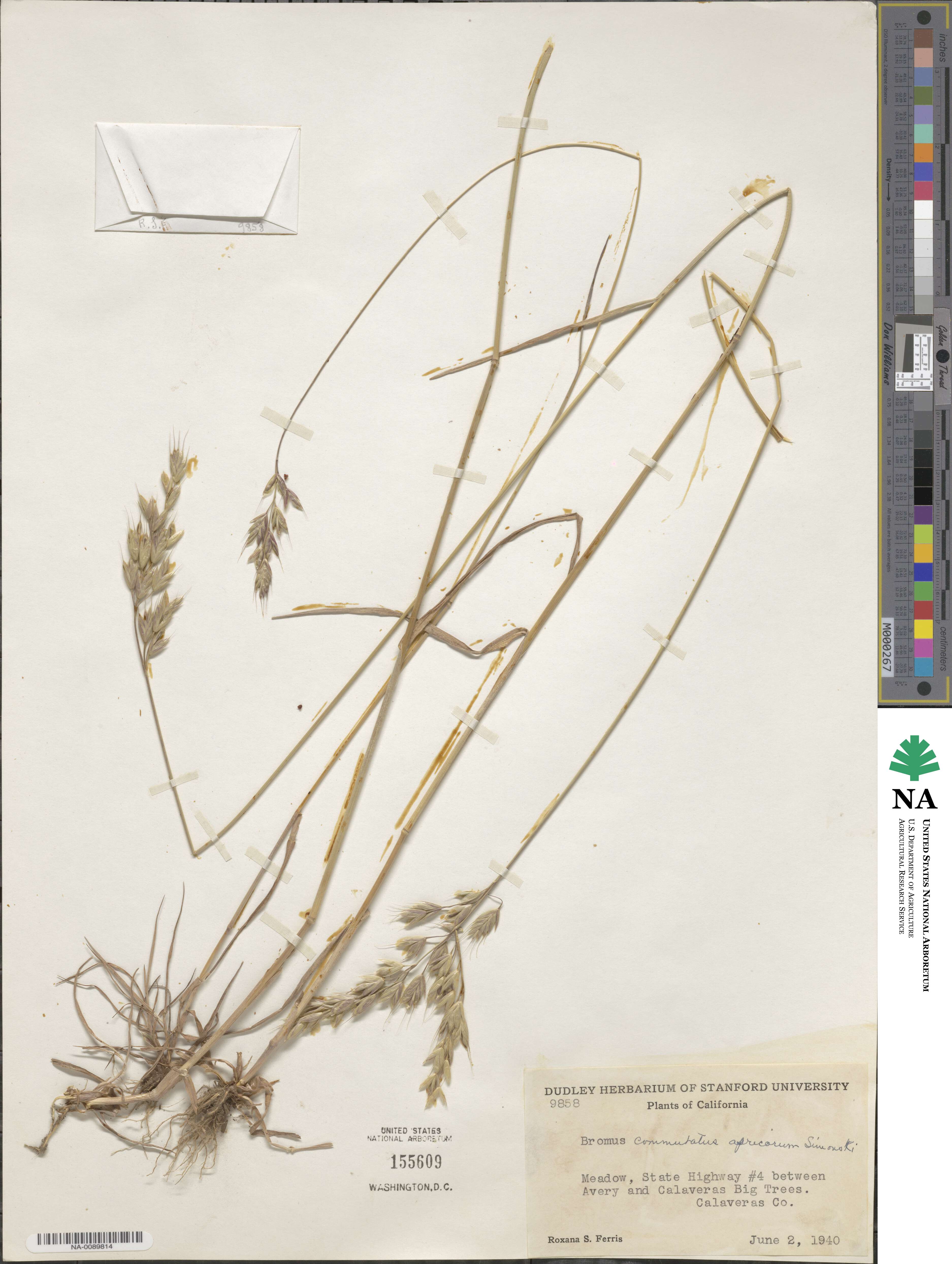 Bromus commutatus subsp. commutatus image