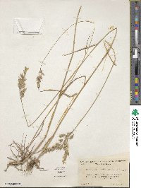 Bromus commutatus image