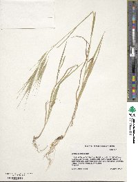 Bromus diandrus image