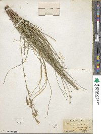 Bromus erectus image