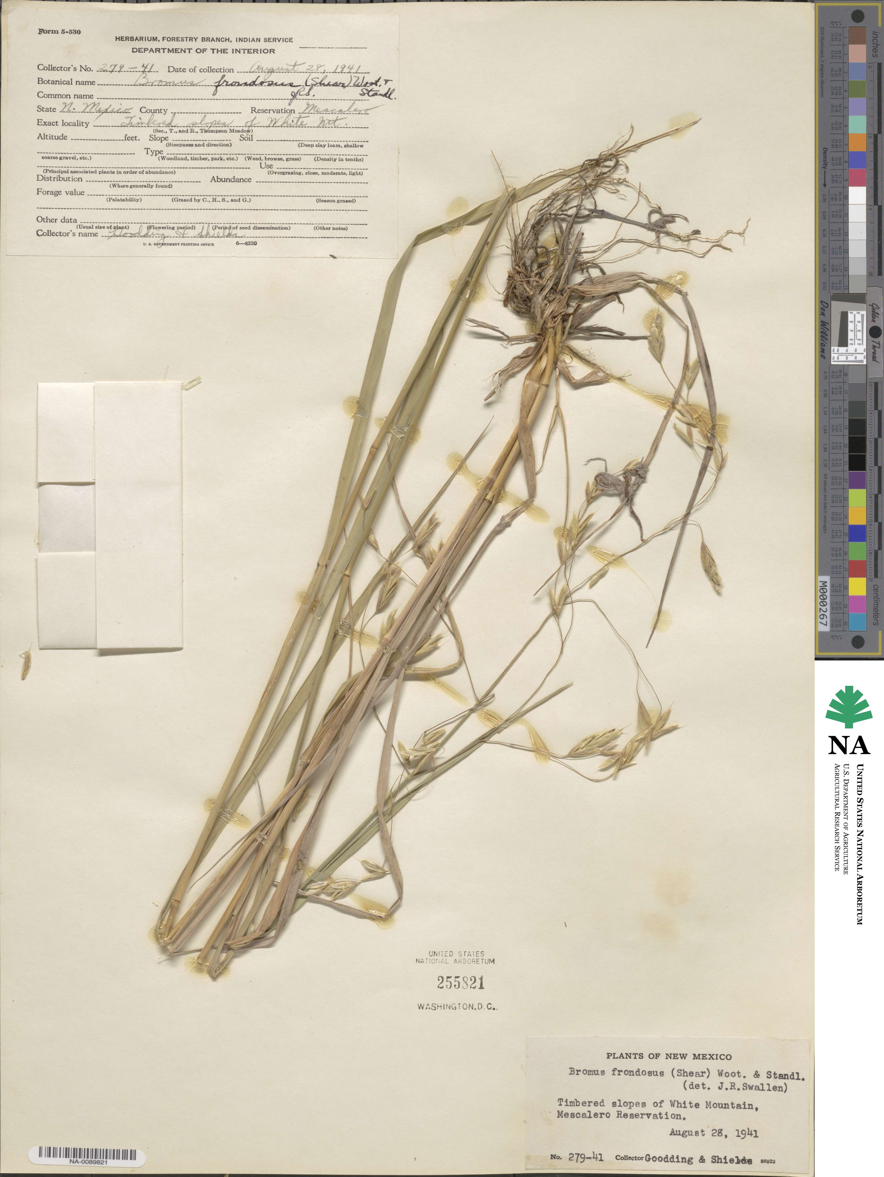 Bromus frondosus image