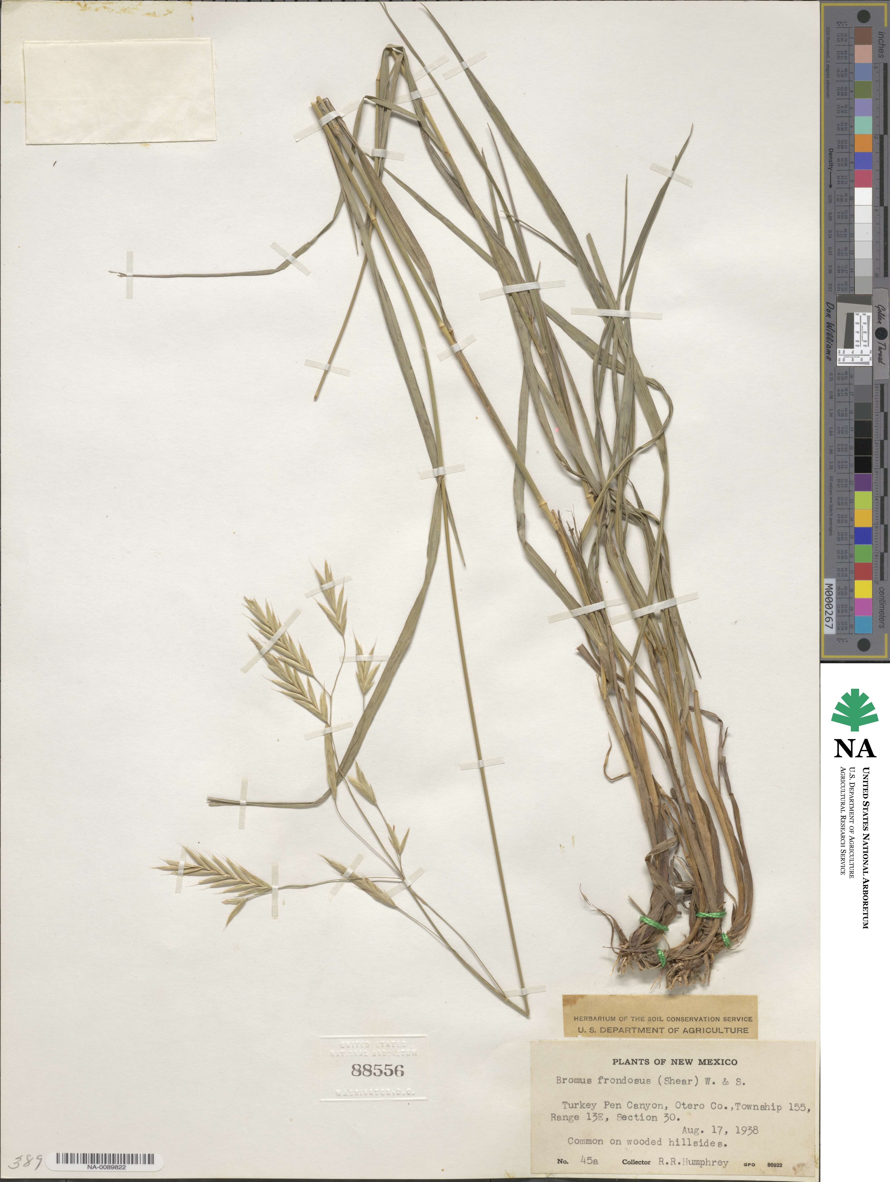 Bromus frondosus image