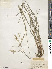 Bromus frondosus image