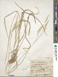 Bromus grandis image