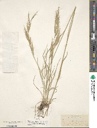 Bromus carinatus image