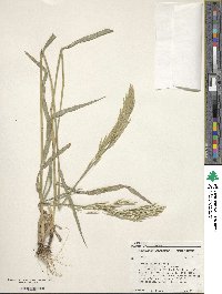 Bromus inermis image