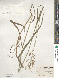 Bromus inermis image