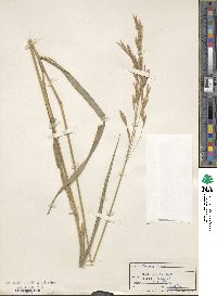 Bromus inermis image