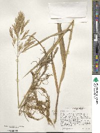 Bromus inermis image