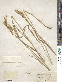 Bromus inermis image