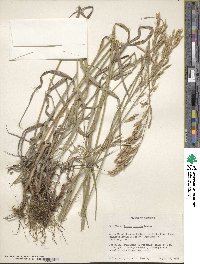 Bromus inermis image