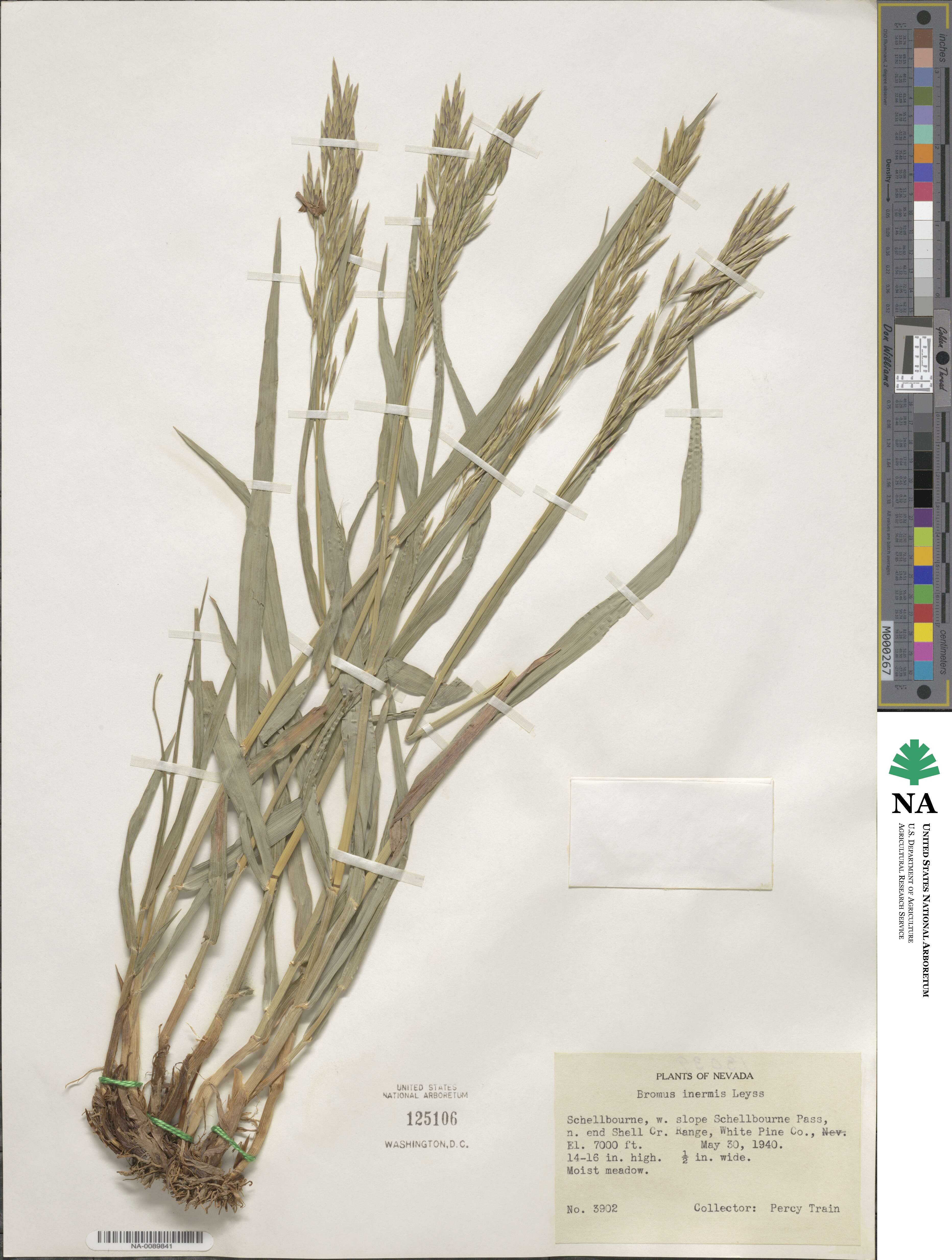 Bromus inermis image