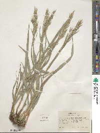 Bromus inermis image