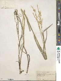 Bromus inermis image