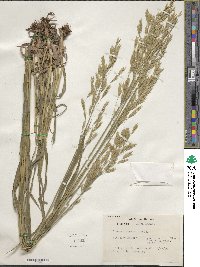 Bromus inermis image