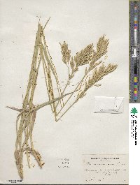 Bromus inermis image